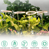 Plant Halo Grow Light