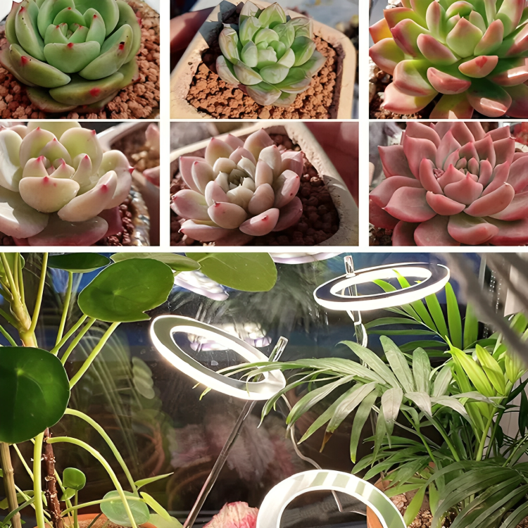 Plant Halo Grow Light