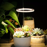 Plant Halo Grow Light